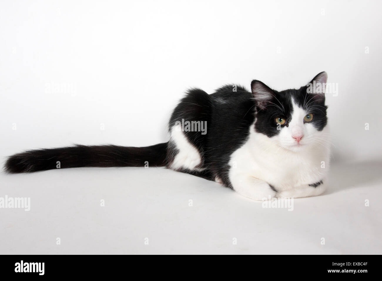 Chaton noir et blanc Banque D'Images