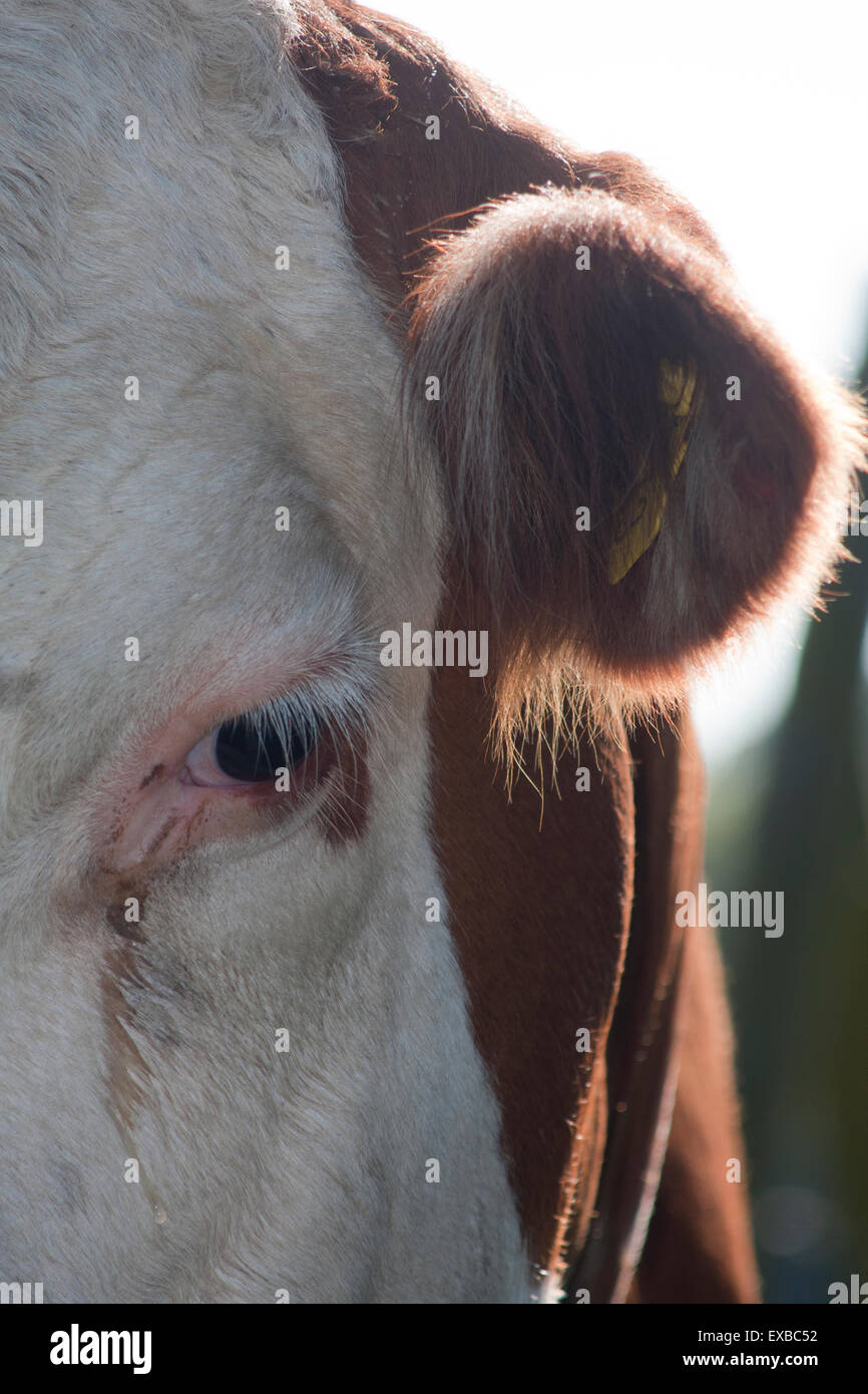 Close-up of cow's eye Banque D'Images