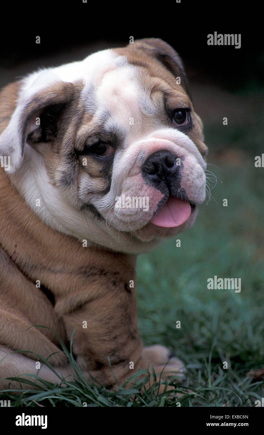 British Bulldog puppy Banque D'Images