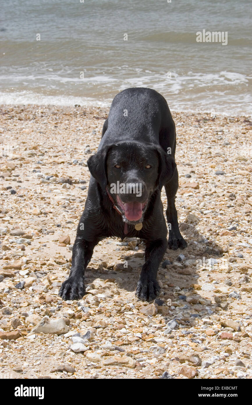 Jeune chiot labrador noir barking sur plage (Lee le Solent, Hampshire) Banque D'Images