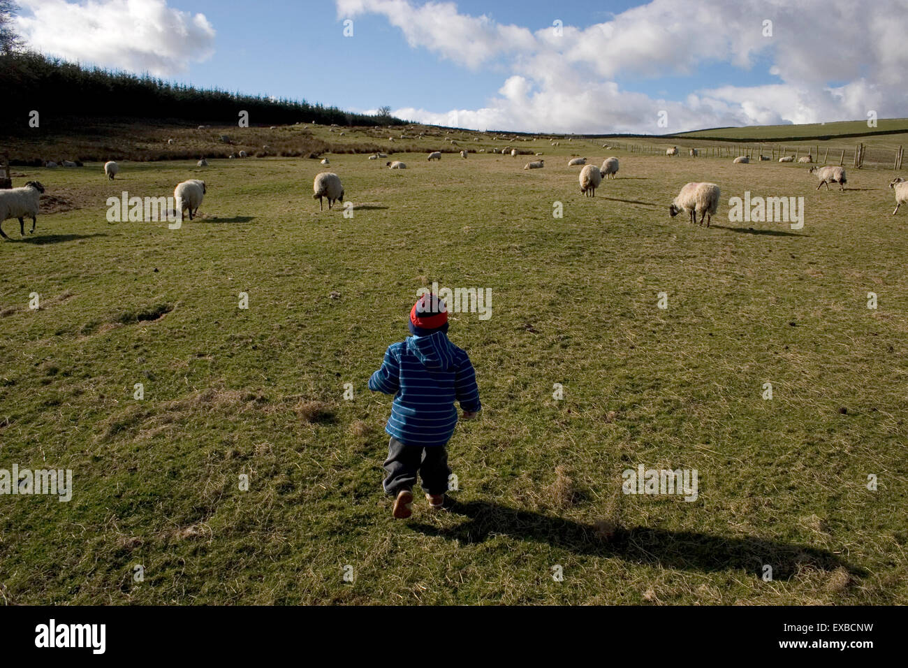 Peu de tout-petit garçon à la recherche de moutons en champ, Teeside, County Durham Banque D'Images