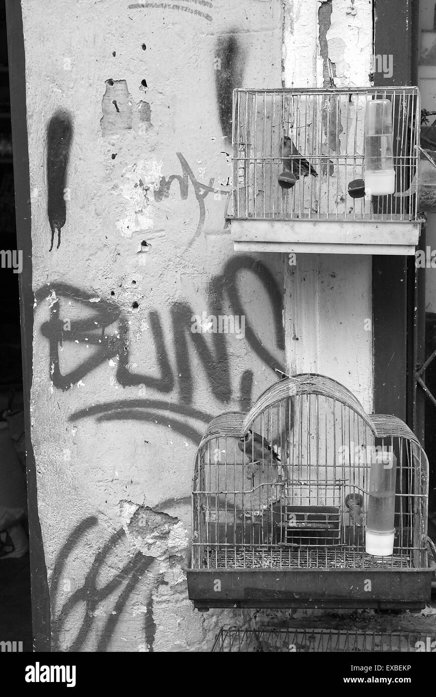 Des oiseaux chanteurs en cage dans la rue d'Athènes, Athènes, Grèce Banque D'Images