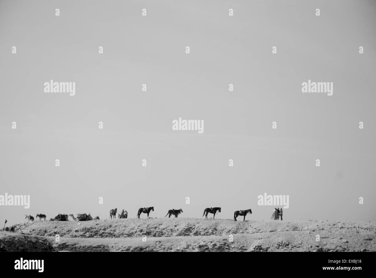 Des chevaux et des chameaux, Saqqara, Egypte Banque D'Images