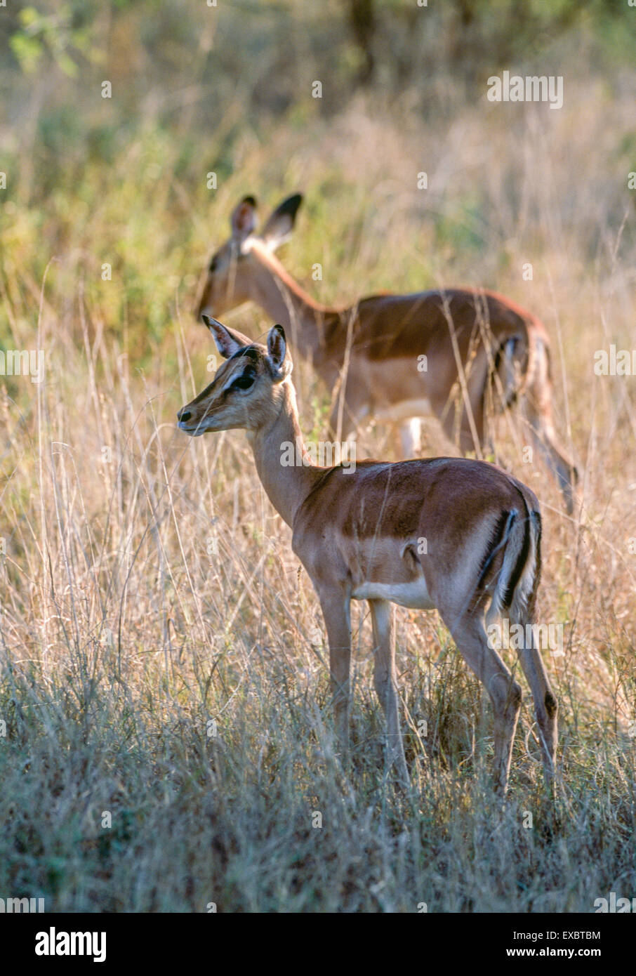 Deux impala silhouetté contre la fin de l'après-midi dans l'herbe au soleil le Mthethomusga n Game Reserve en Afrique du Sud Banque D'Images