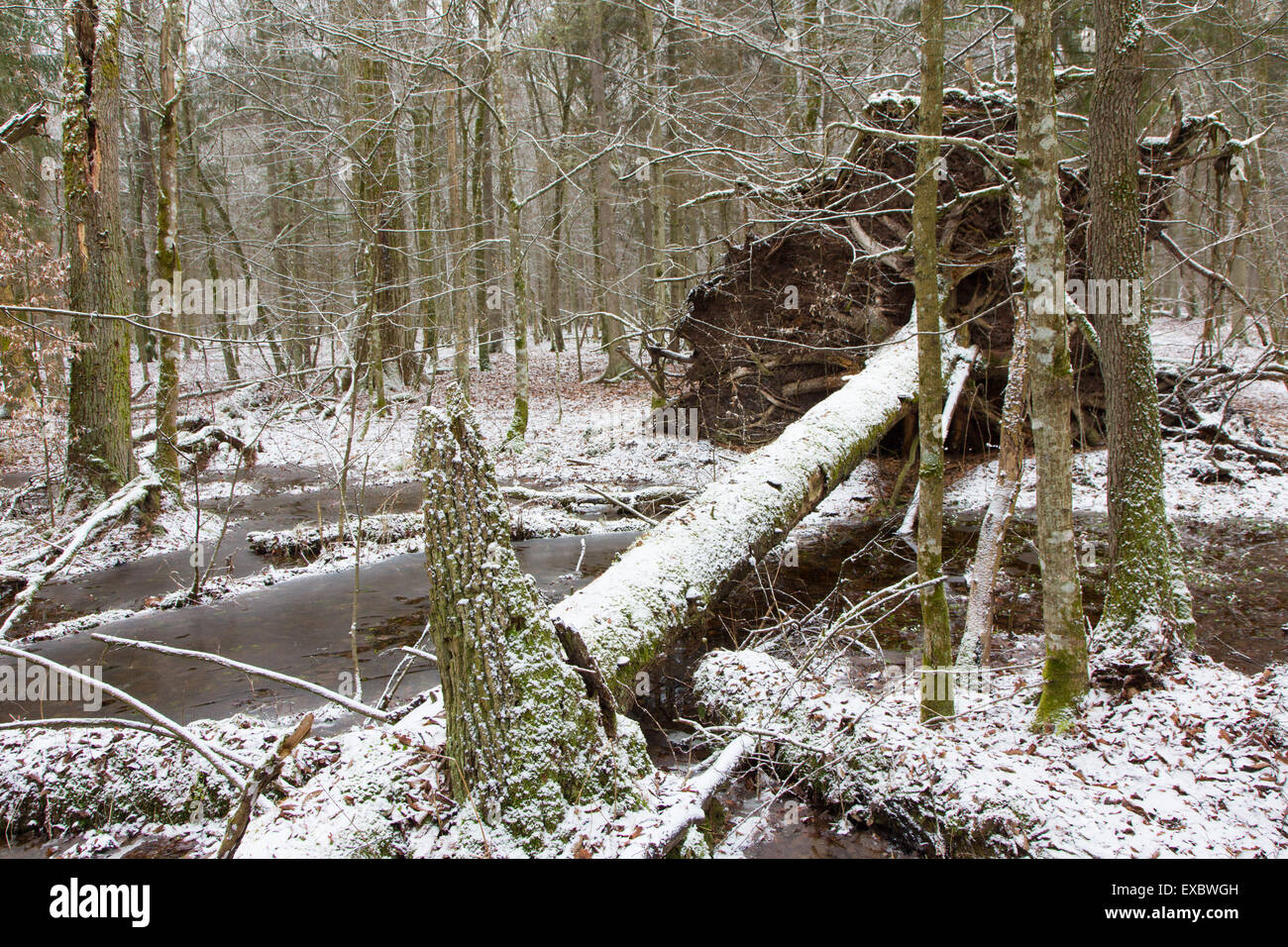 Hiver vieux peuplement naturel de la forêt de Bialowieza en partie par l'eau gelée,la forêt de Bialowieza, Pologne,Europe Banque D'Images