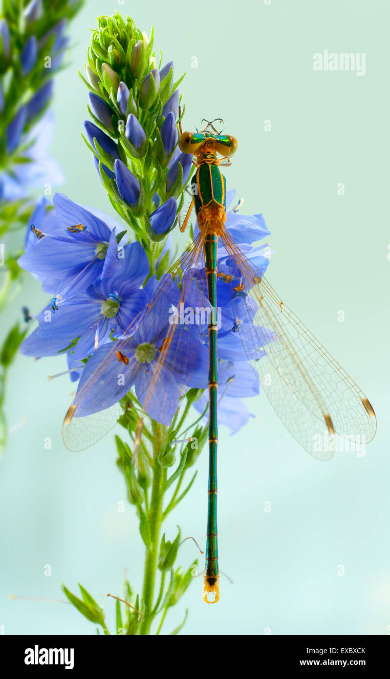 Libellule Luetke (Lestes sponsa)sur les fleurs de Veronica ().(Lestidae). Banque D'Images