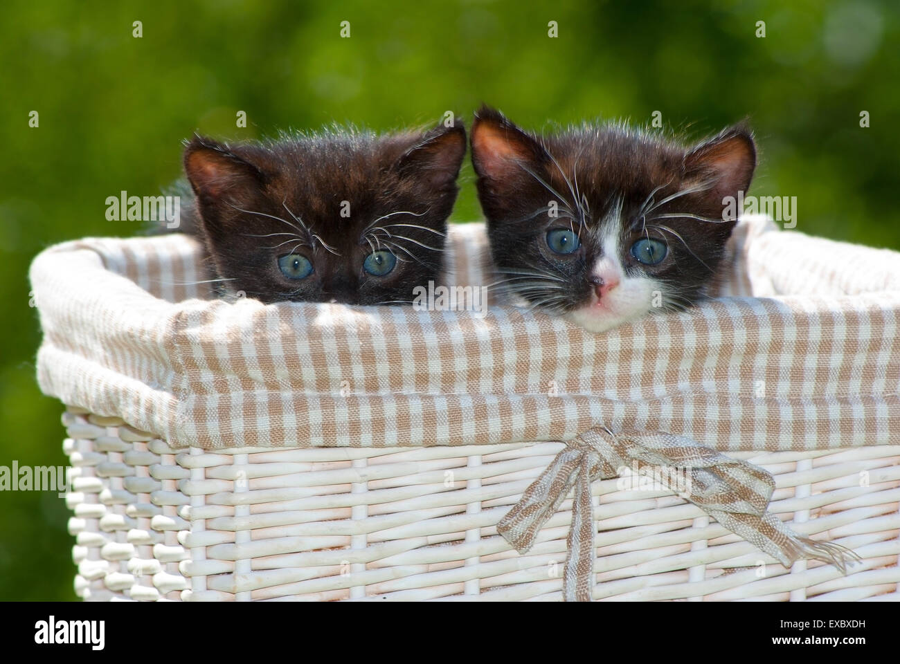 Deux black kitten dans le panier. Banque D'Images