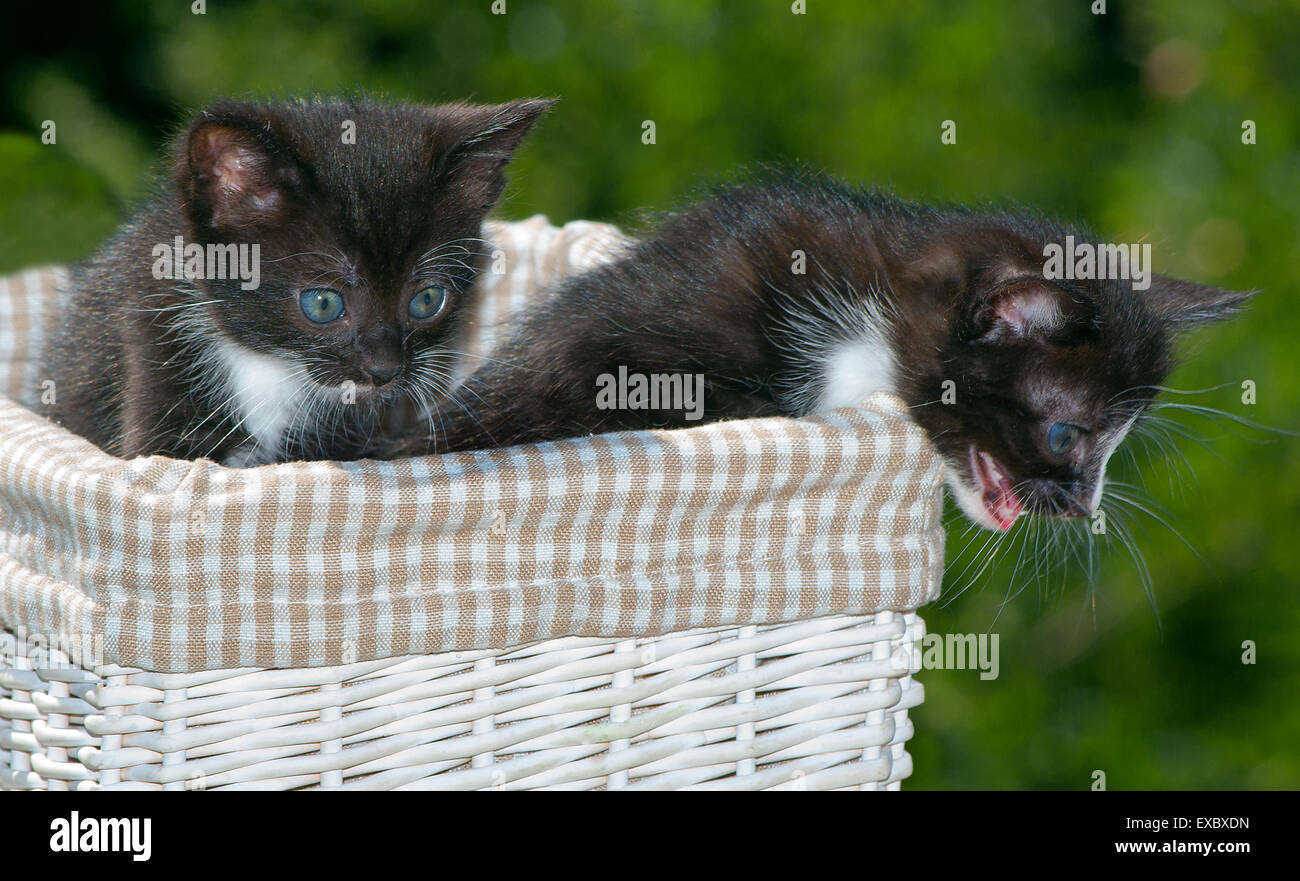 Deux black kitten dans le panier. Banque D'Images