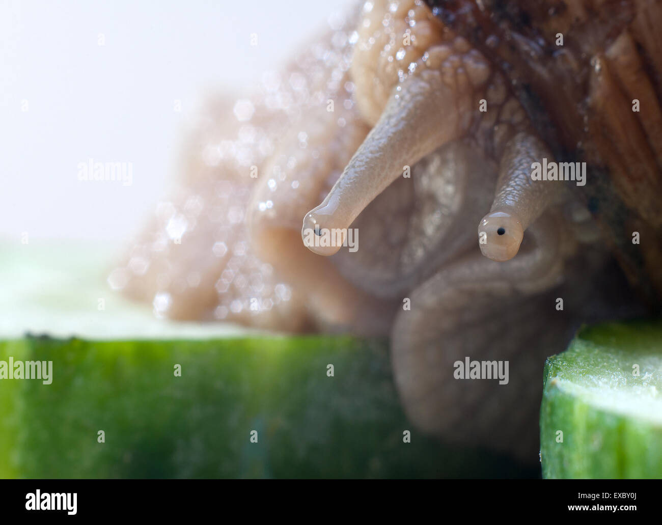 Raisin photo créative(escargots Helix pomatia) Banque D'Images