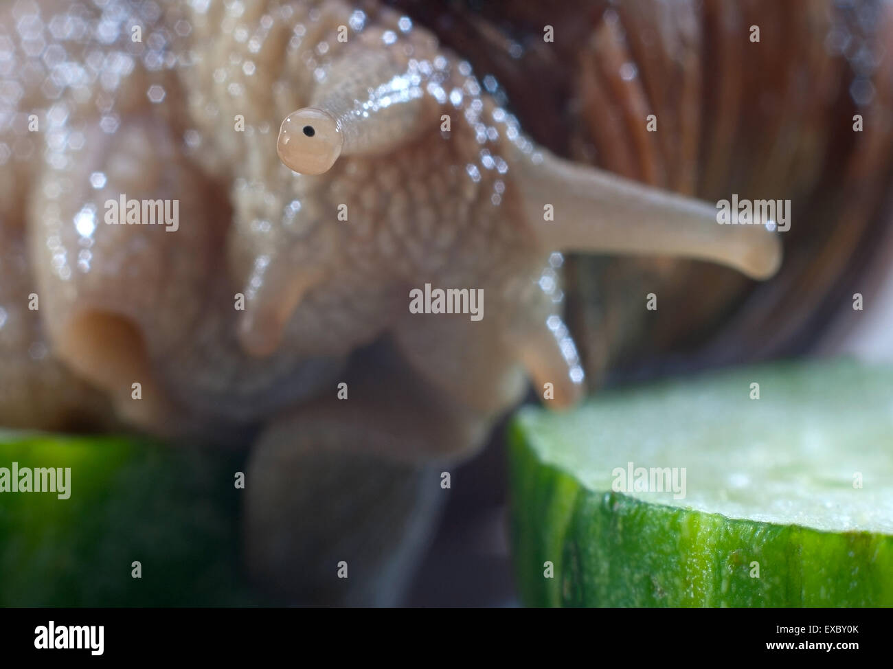 Raisin photo créative(escargots Helix pomatia) Banque D'Images