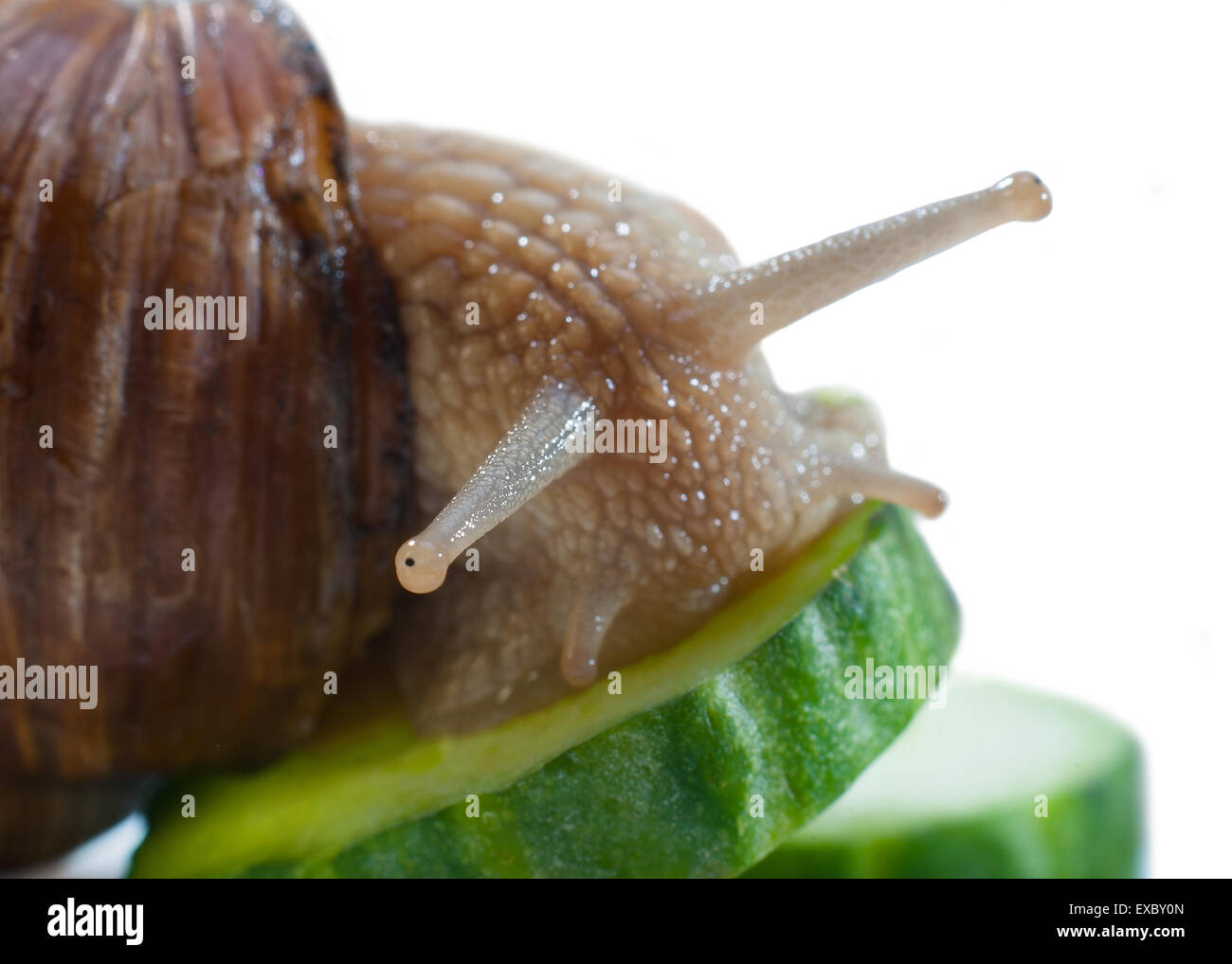 Raisin photo créative(escargots Helix pomatia) Banque D'Images