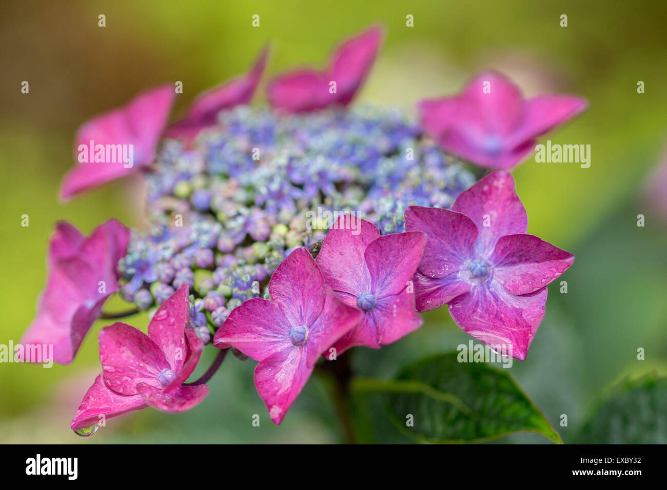 Hortensia bleu violet fleur avec des gouttes de pluie Banque D'Images