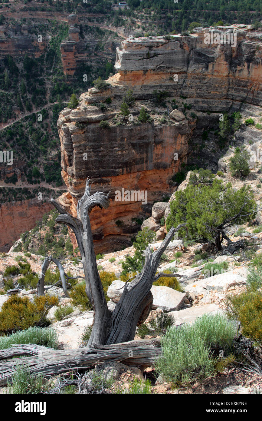 Le Parc National du Grand Canyon (South Rim), USA Banque D'Images