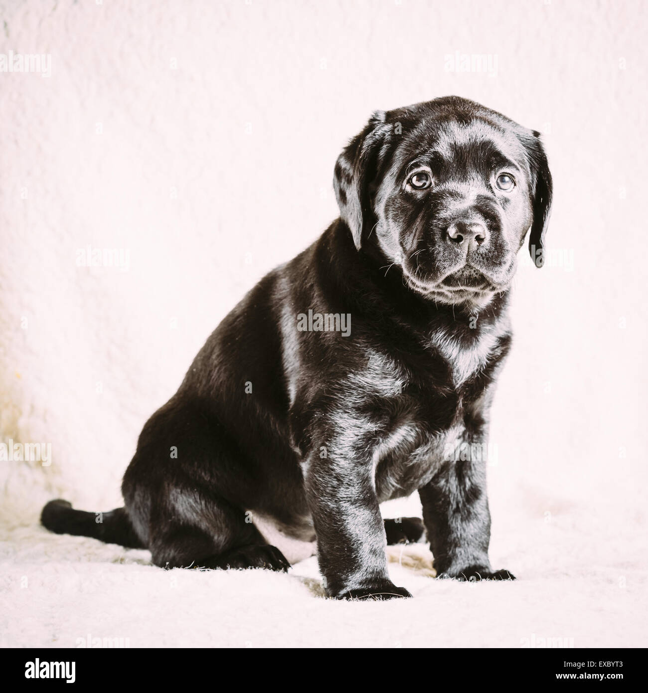 Beau chien chiot Labrador noir dans son lit Banque D'Images