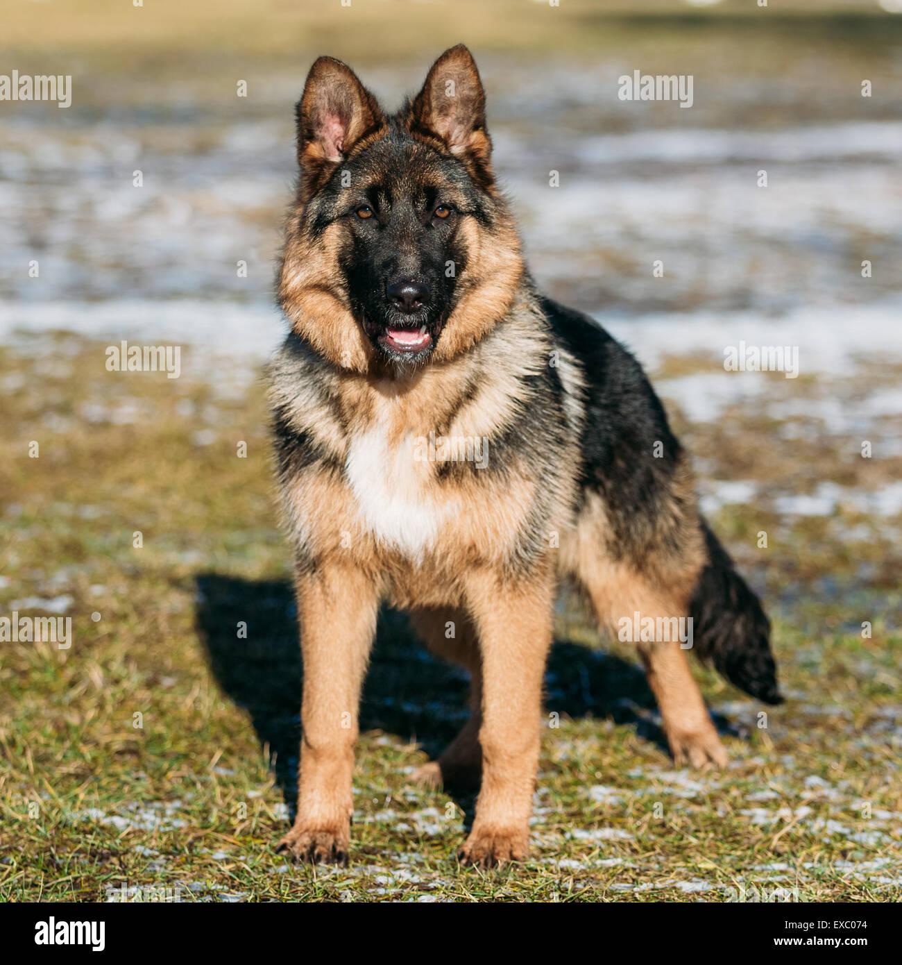 Magnifique Jeune Chien Marron Chiot Berger Allemand Un Sejour Au Printemps En Plein Air Photo Stock Alamy