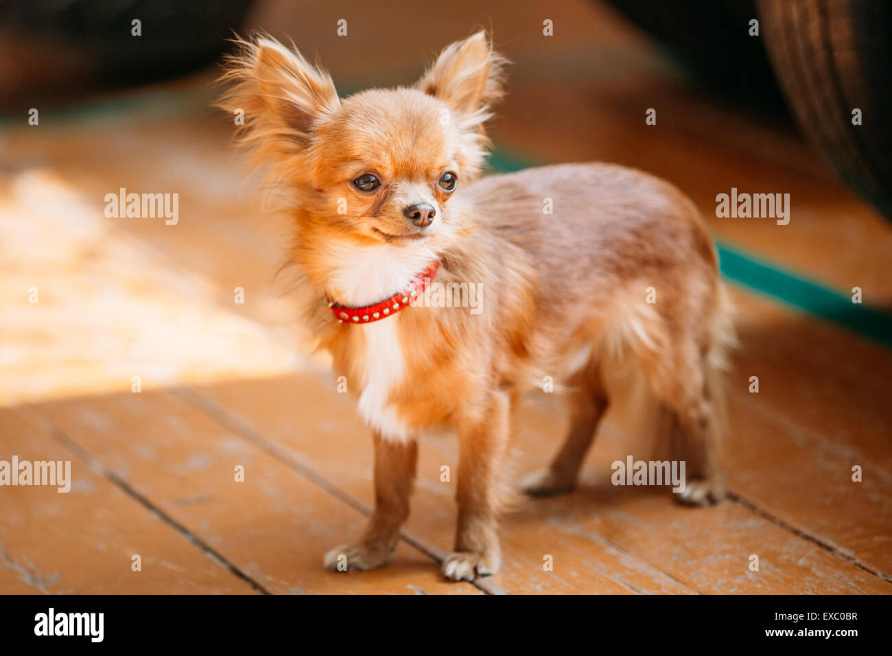 Beau jeune brun-rouge et blanc petit chien chihuahua restant sur plancher en bois Banque D'Images
