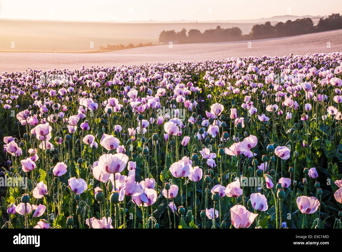 Domaine des coquelicots blancs cultivés près de Rockley dans le Wiltshire. Banque D'Images