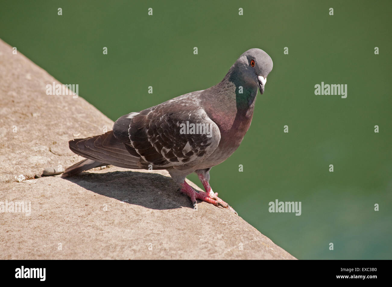 Pigeon sur mur du port à Portpatrick Banque D'Images