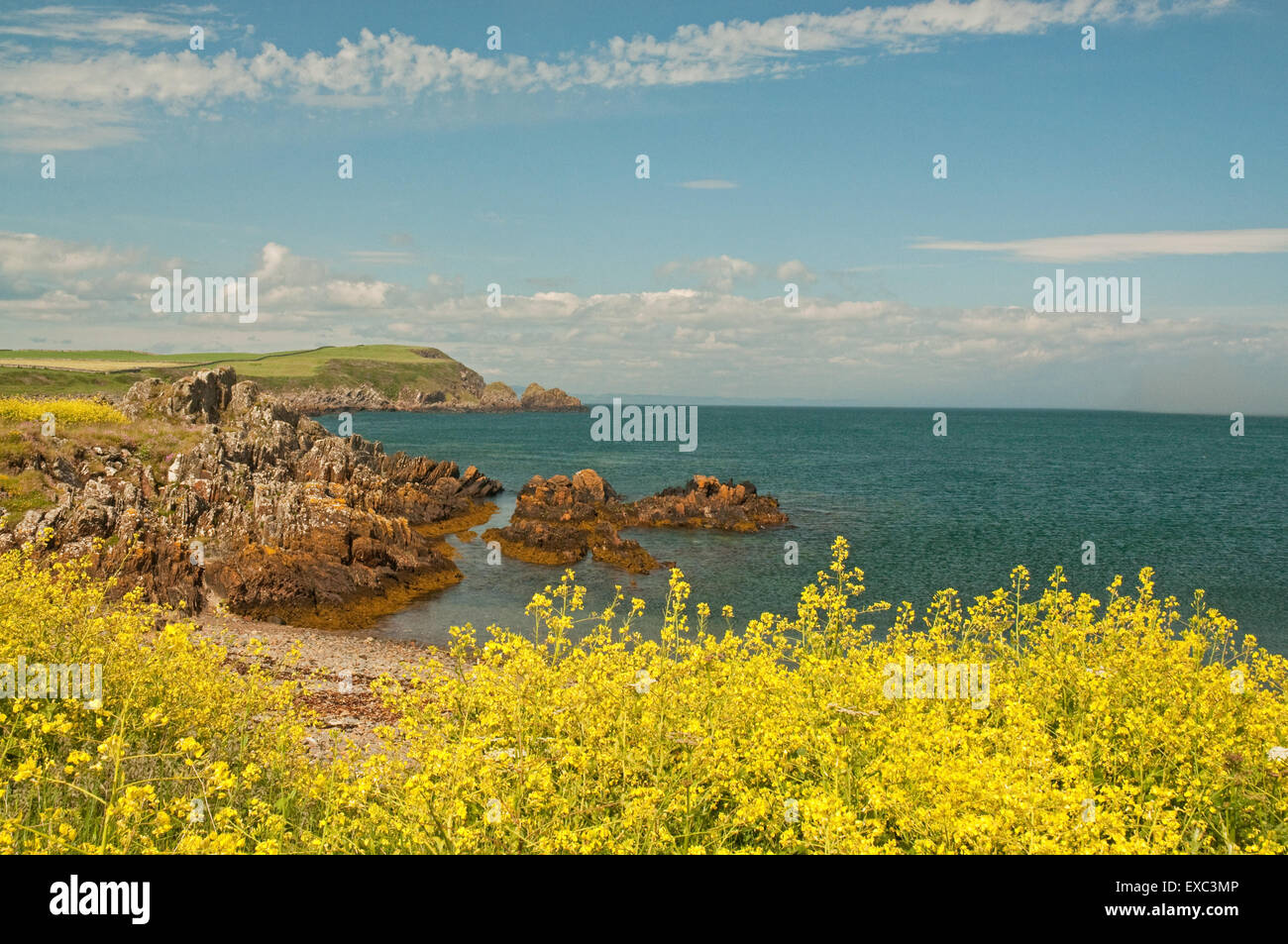 Isle de Whithorn littoral avec la floraison Chou Mer Banque D'Images