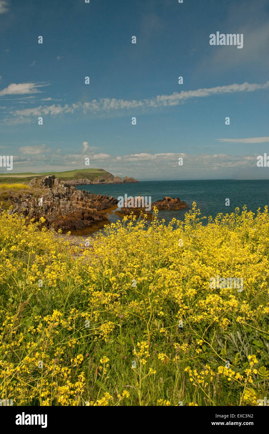 Isle de Whithorn littoral avec la floraison Chou Mer Banque D'Images
