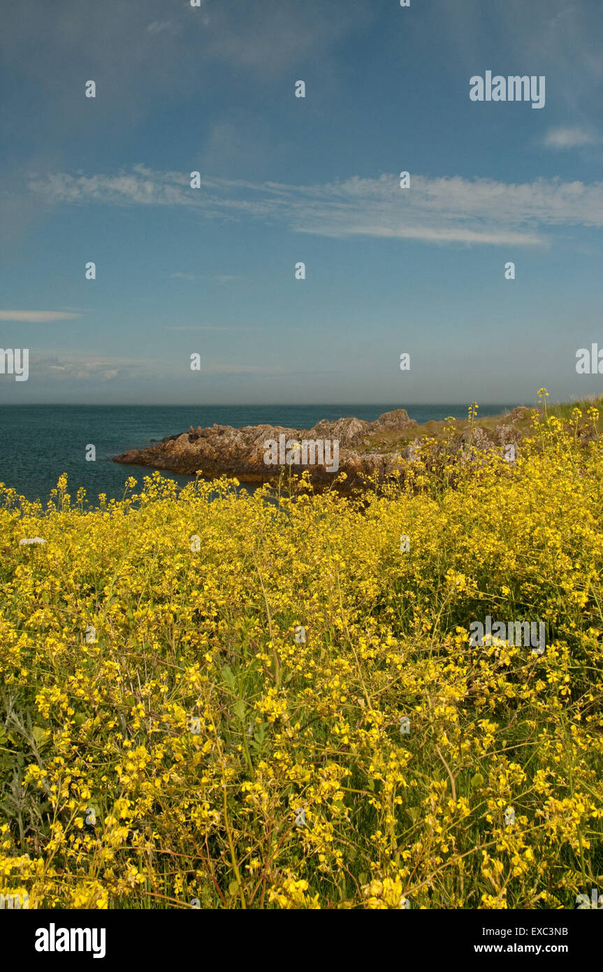 Isle de Whithorn littoral avec la floraison Chou Mer Banque D'Images