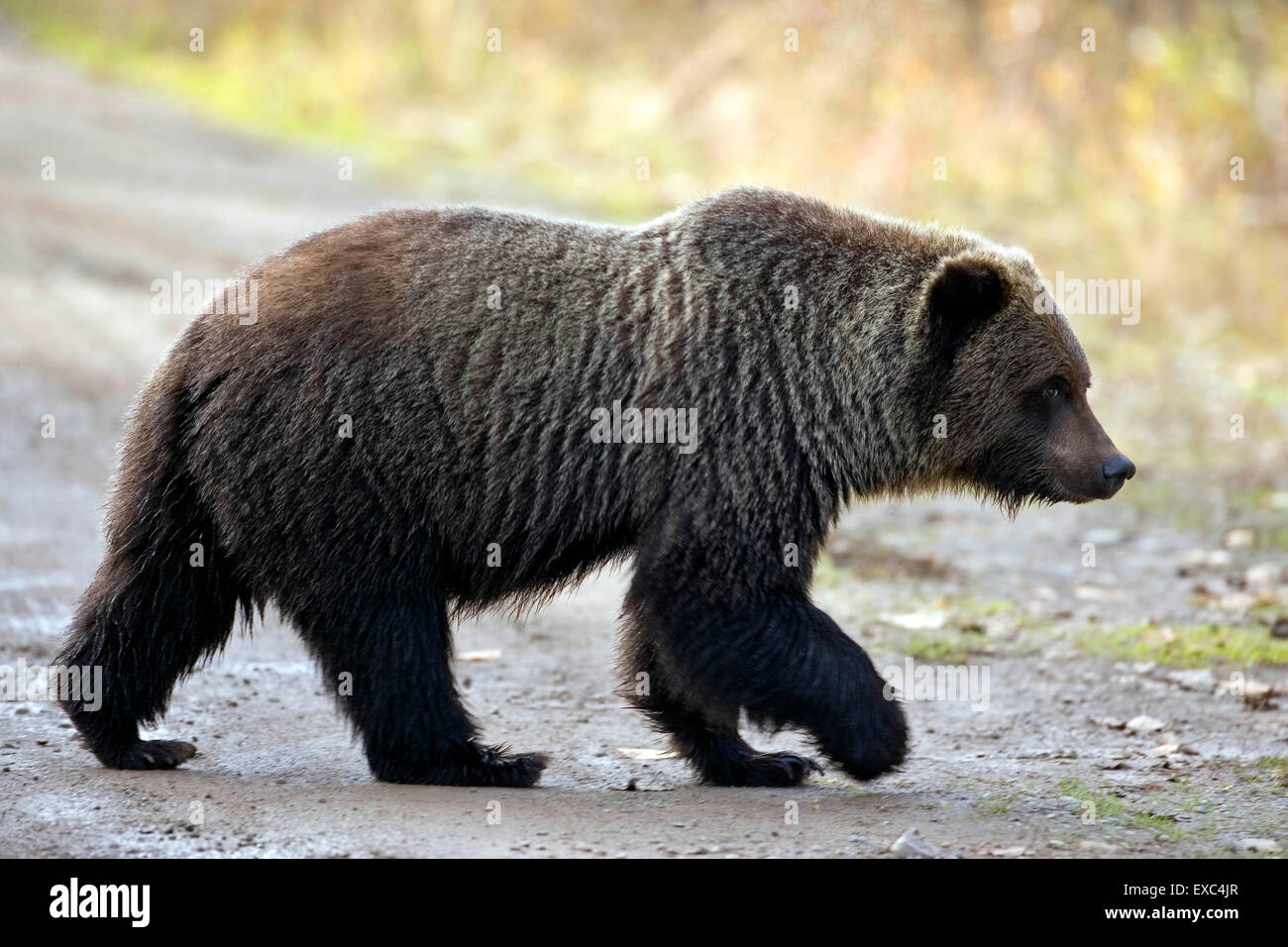 Le Grizzli, jeune adulte, trois ans, traversant la route forestière Banque D'Images