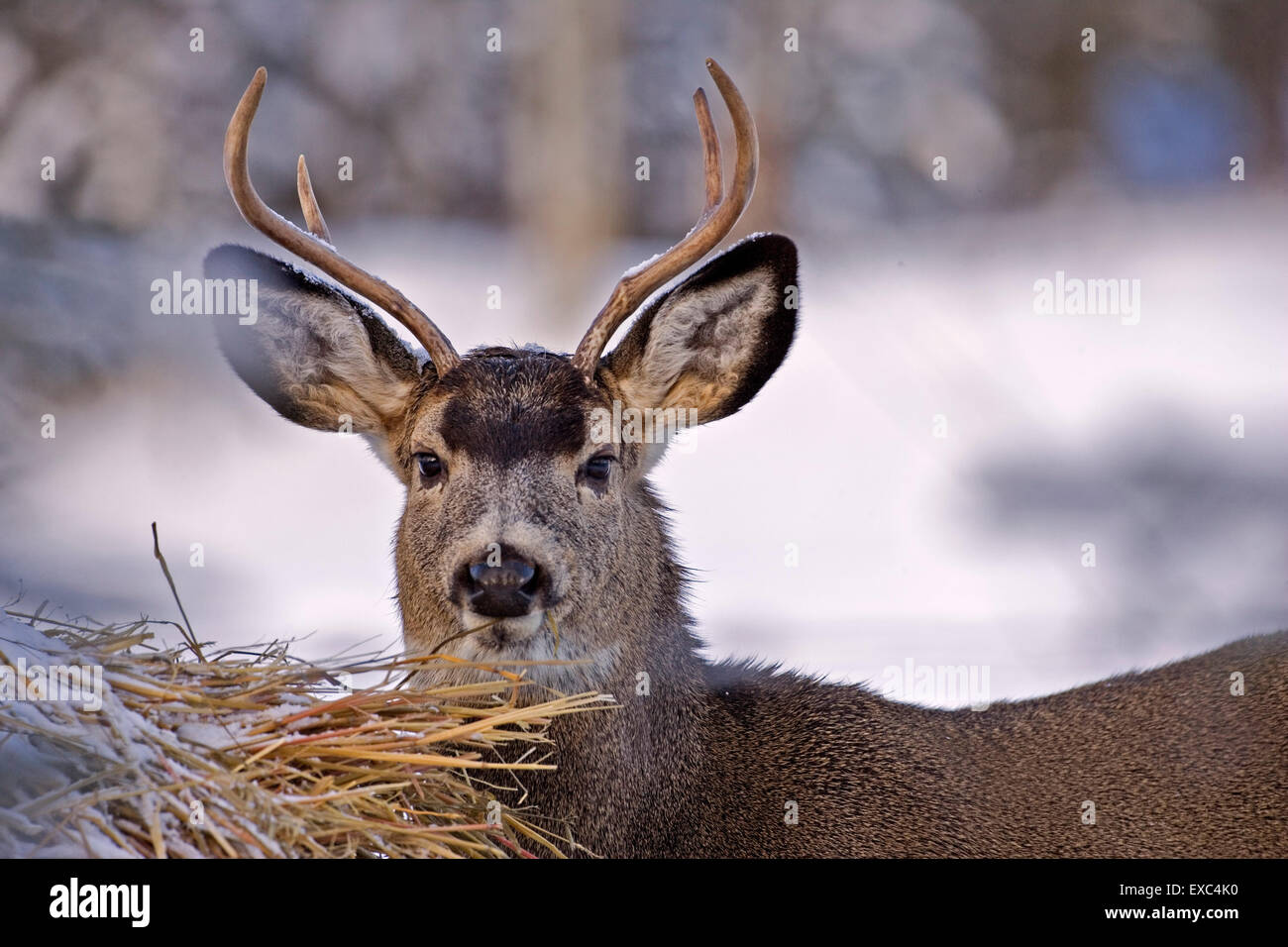 Mule Deer buck en hiver, debout près de balles de foin. Banque D'Images