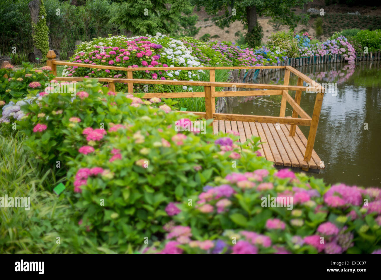 En fleurs fleurs d'été à Wojslawice Arboretum Basse Silésie Pologne Banque D'Images