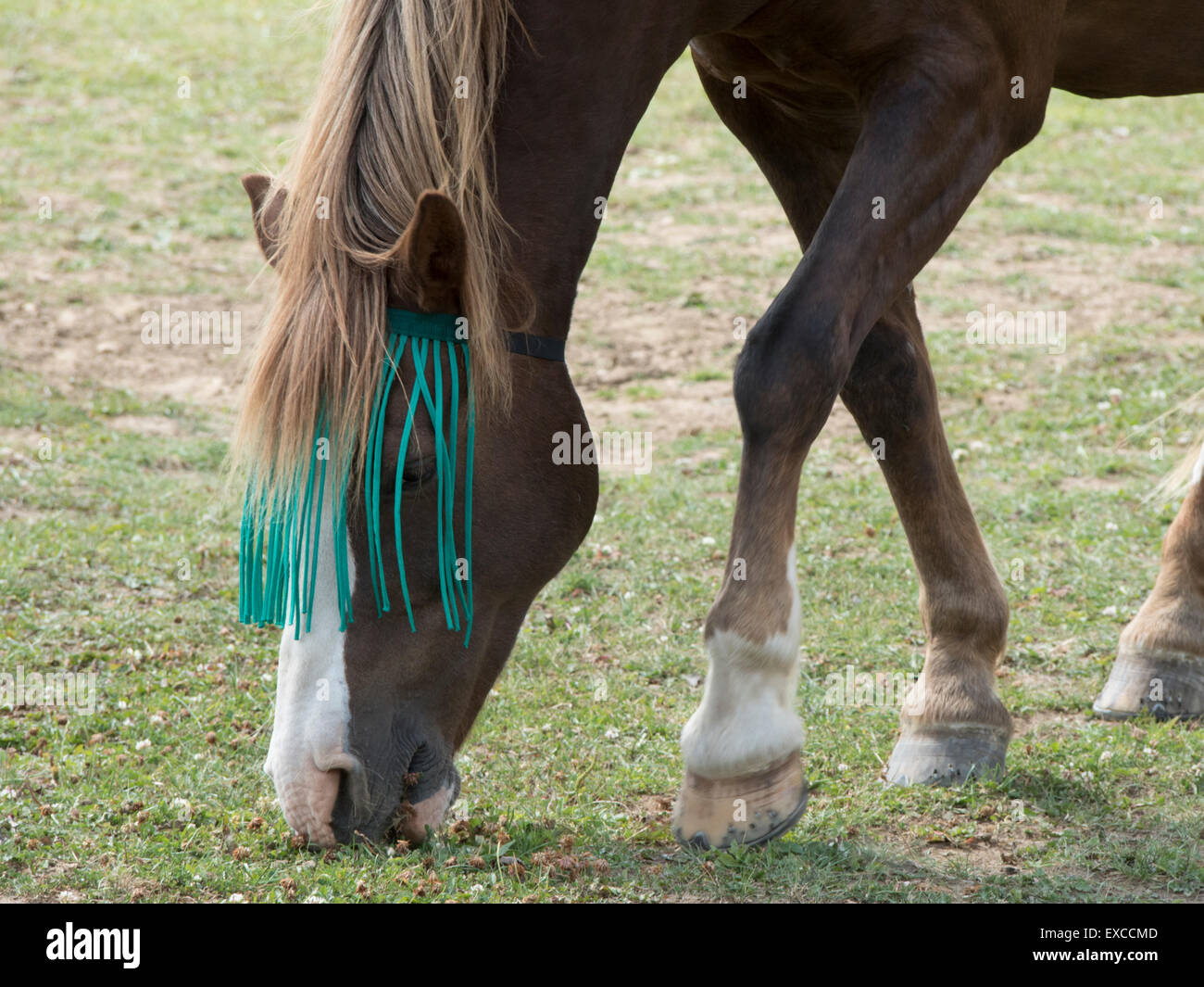 Manger en paix : un cheval avec un fly-net fait paître dans un champ. Banque D'Images