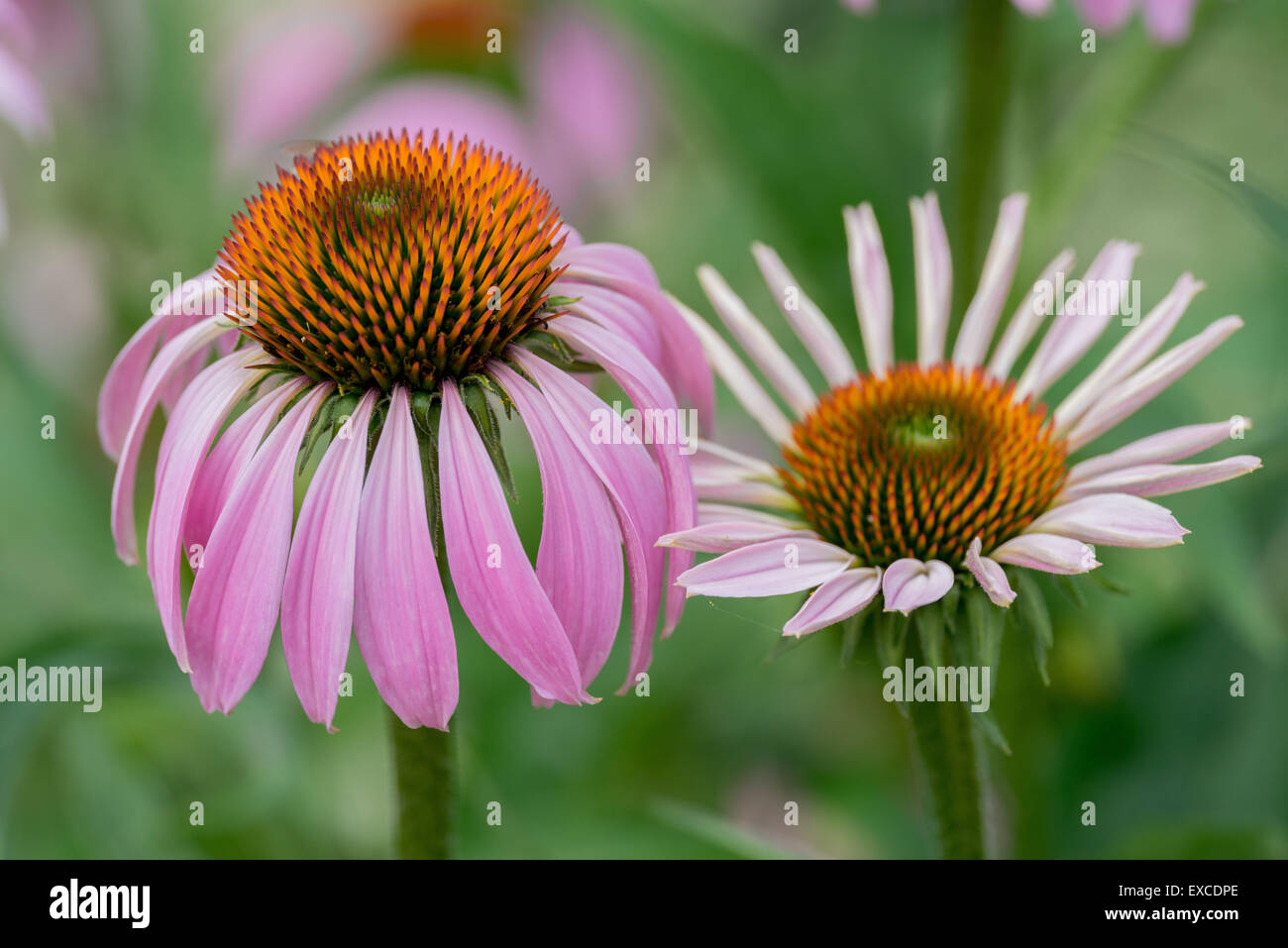 Deux fleurs close up Echinacea purpurea Banque D'Images
