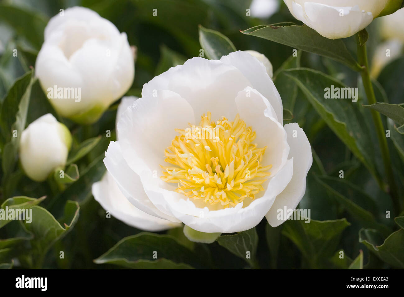 Paeonia. Pivoine blanche fleur. Banque D'Images