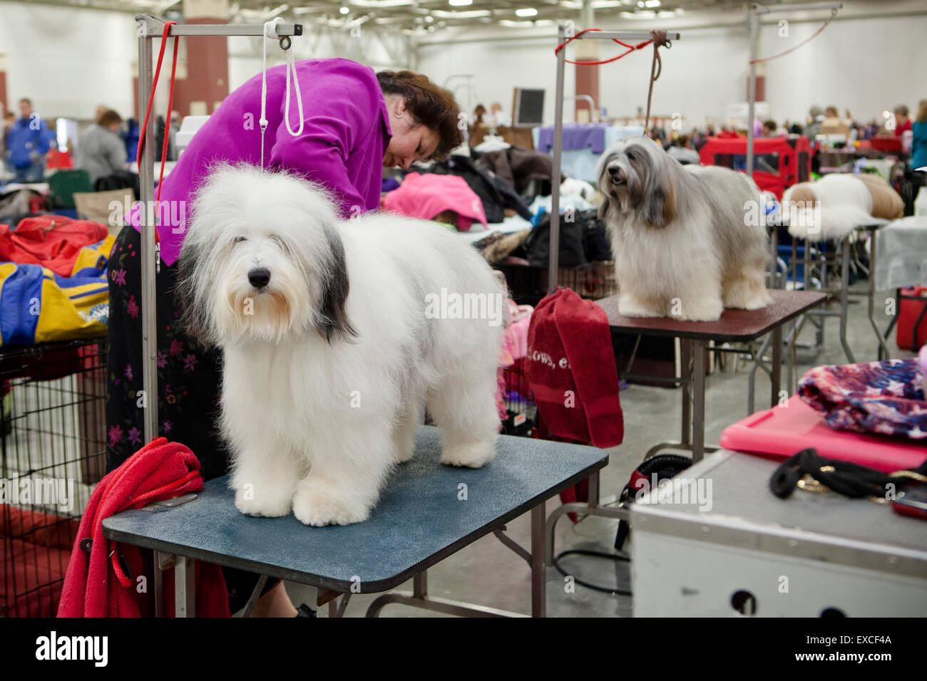 Un chien blanc moelleux est d'être toilettés lors d'une exposition canine. Banque D'Images