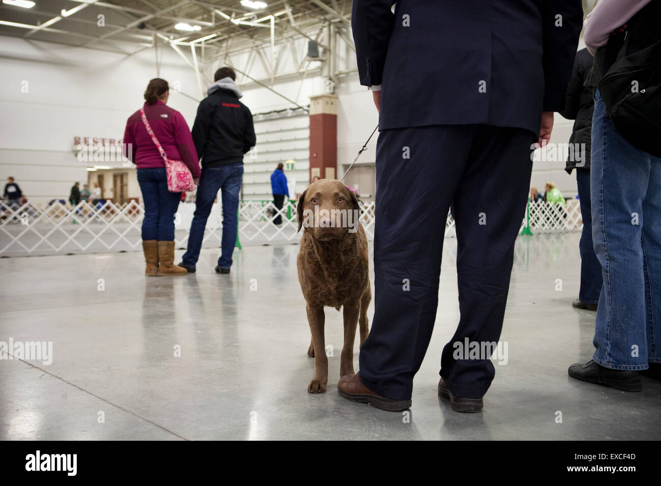 Un chien brun, de taille moyenne, lors d'une exposition canine. Banque D'Images