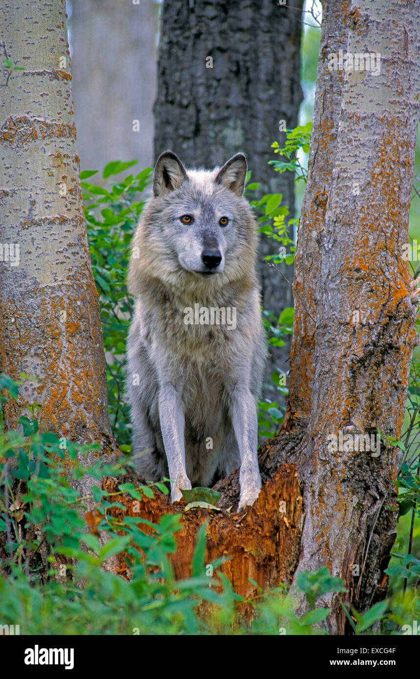 Wolf debout entre les peupliers, à regarder Banque D'Images