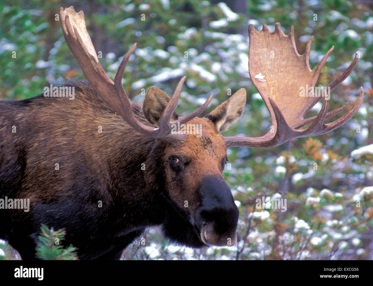 Bull Moose debout dans le dégagement de forêt au début de l'hiver Banque D'Images