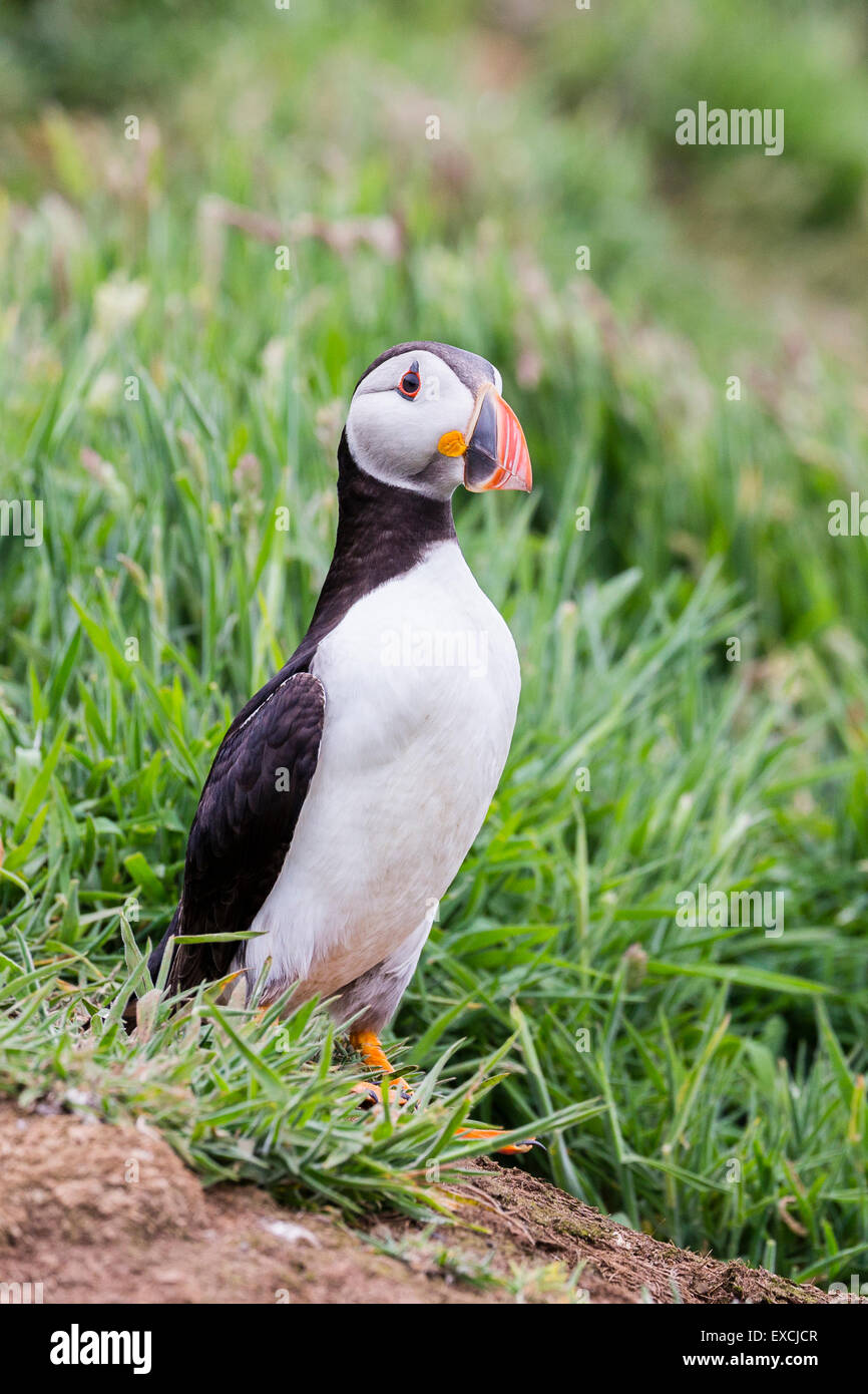 L'île de Skomer, macareux, Pembrokeshire Banque D'Images