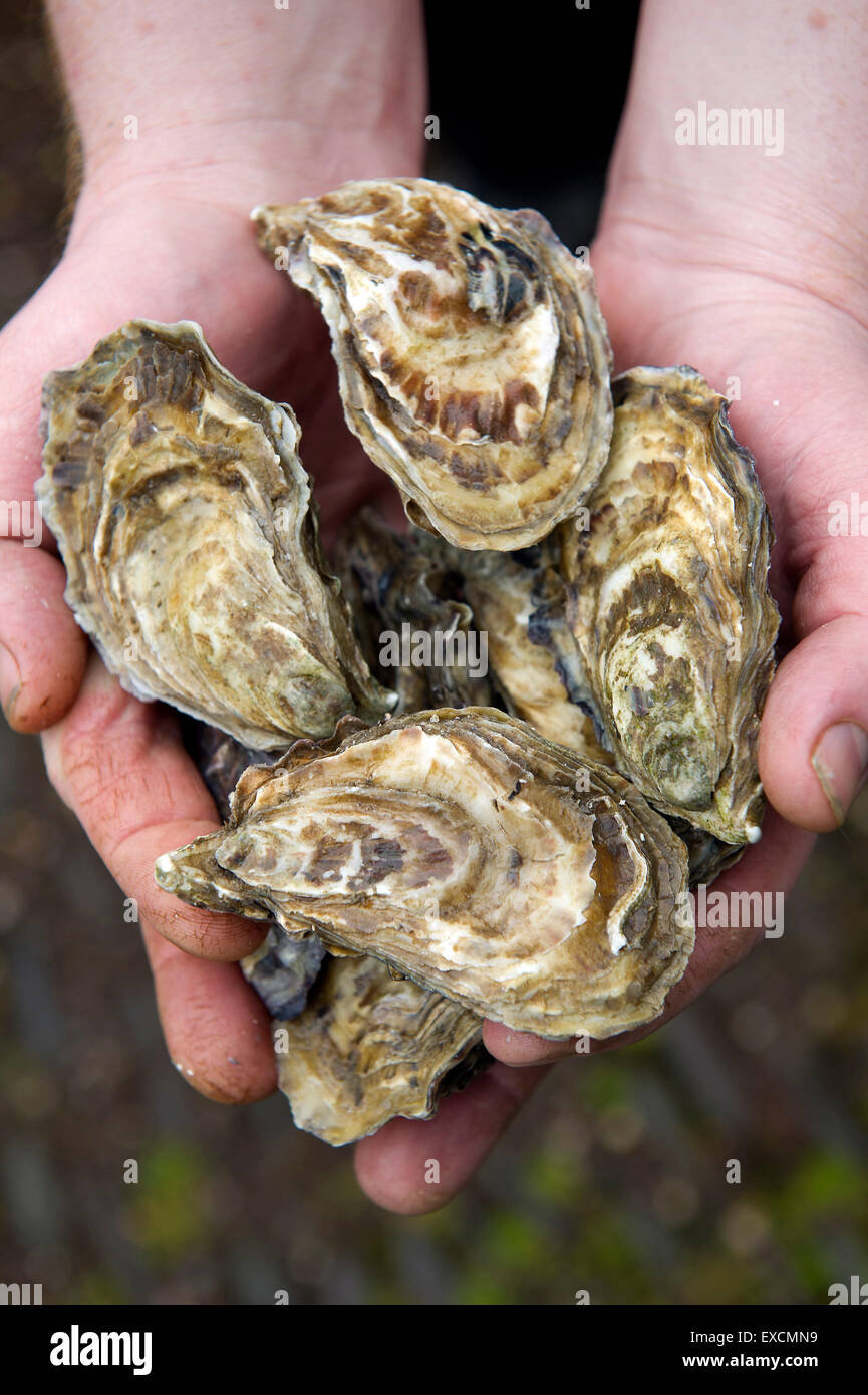 Porlock Bay Oysters qui sont produites pour la première fois en 120 ans de Porlock Weir,Somerset, Royaume-Uni. Alan Wright est l'un des propriétaires. Banque D'Images