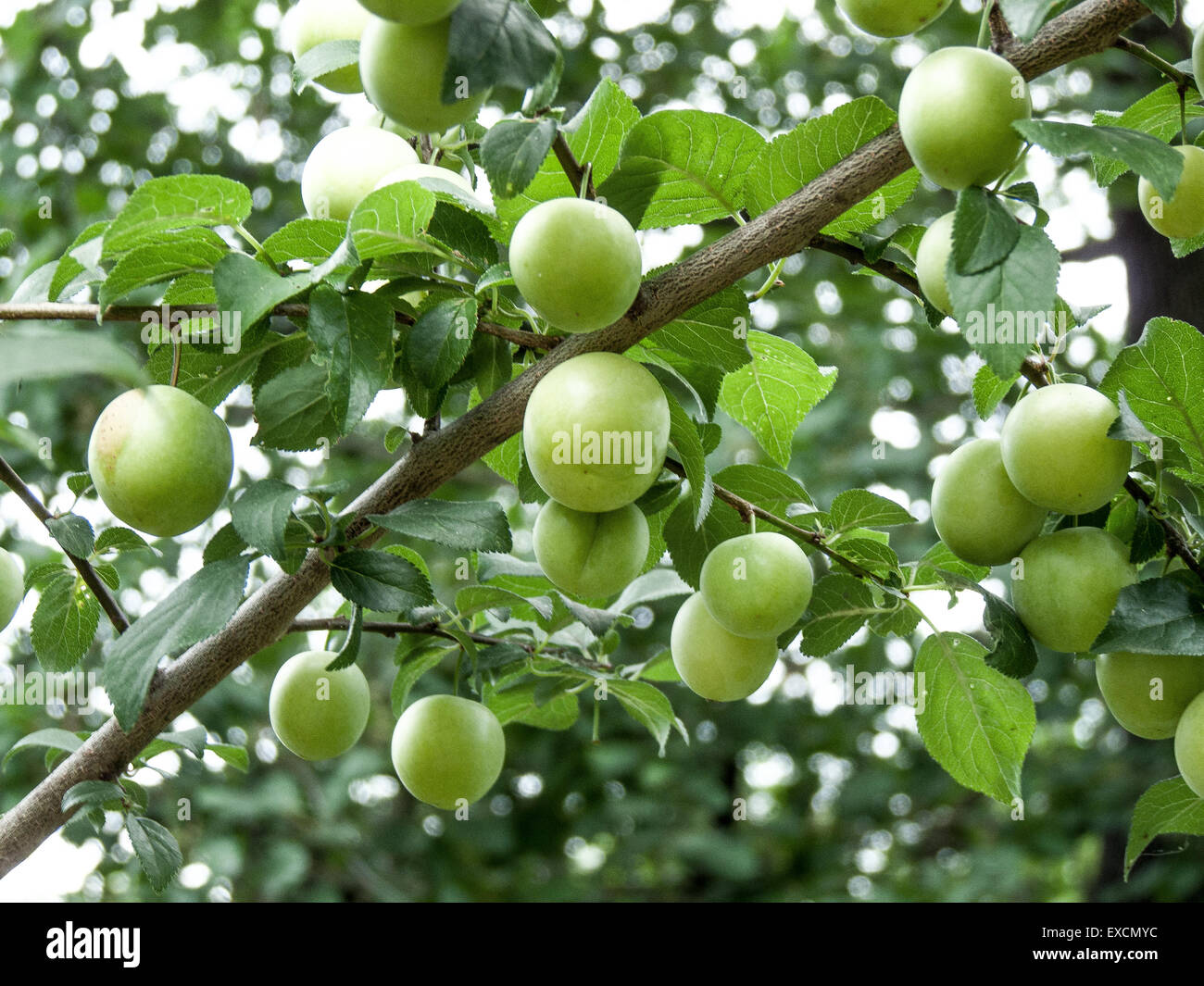 Prunes vertes Banque D'Images