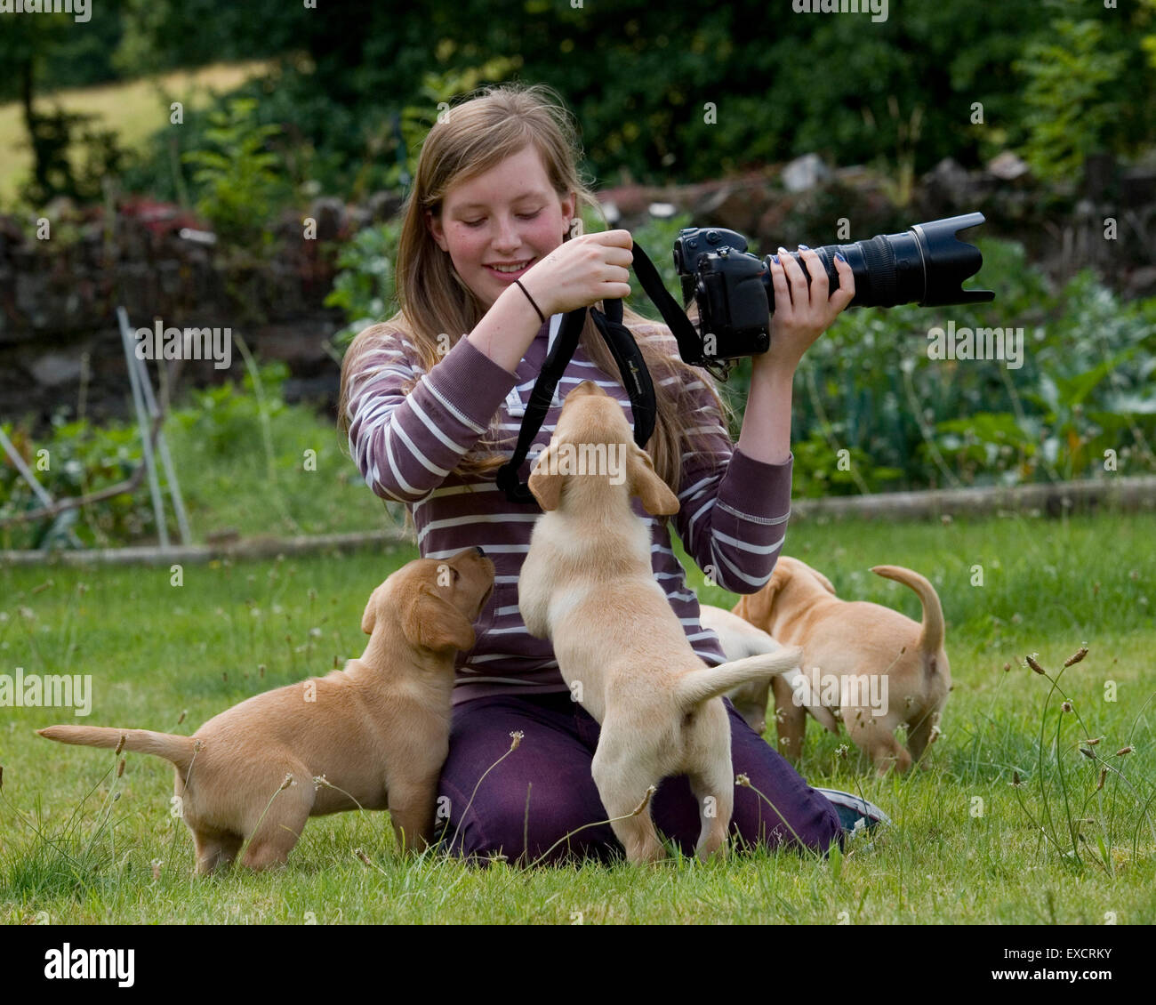 Photographe assiégé par les chiots Banque D'Images
