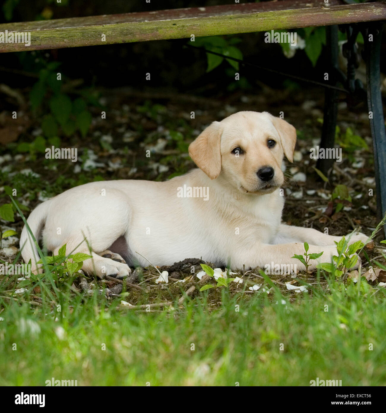 Chiot labrador jaune Banque D'Images
