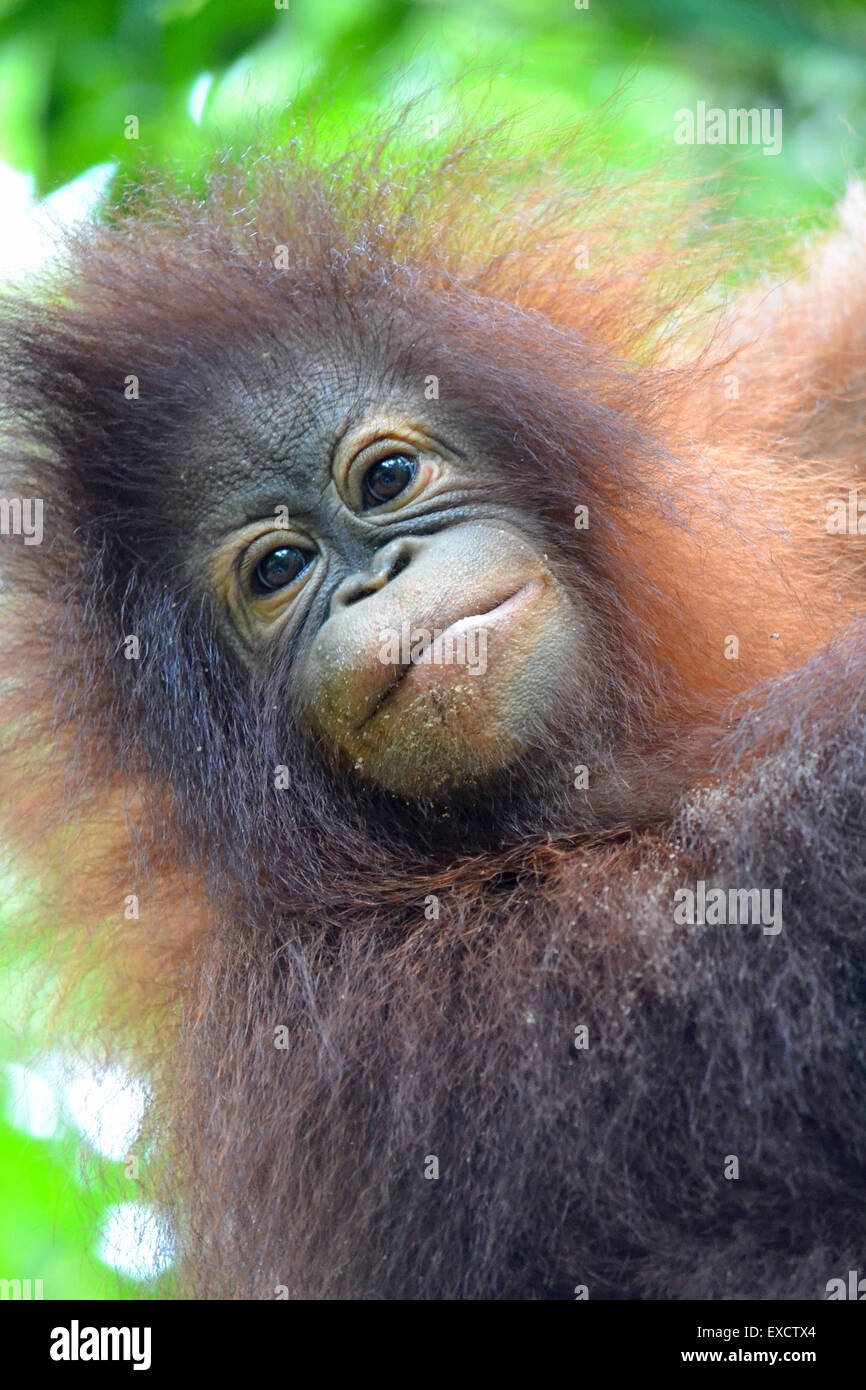 Bébé orang-outan à Rasa Ria Resort and Spa nature reserve, Kota Kinabalu, Malaisie, Bornéo Banque D'Images