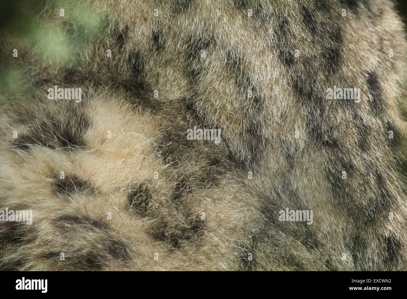 Snow Leopard (Panthera uncia) la texture de la fourrure. Des animaux de la faune. Banque D'Images
