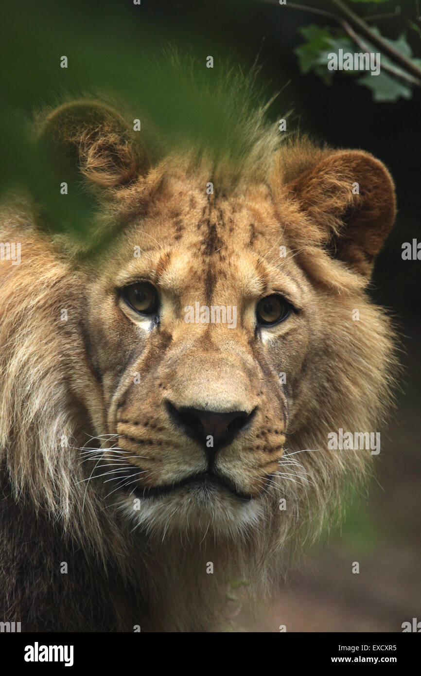 Lion de Barbarie (Panthera leo leo), également connu sous le nom de lion de l'Atlas au zoo de Liberec en Bohême du Nord, en République tchèque. Banque D'Images