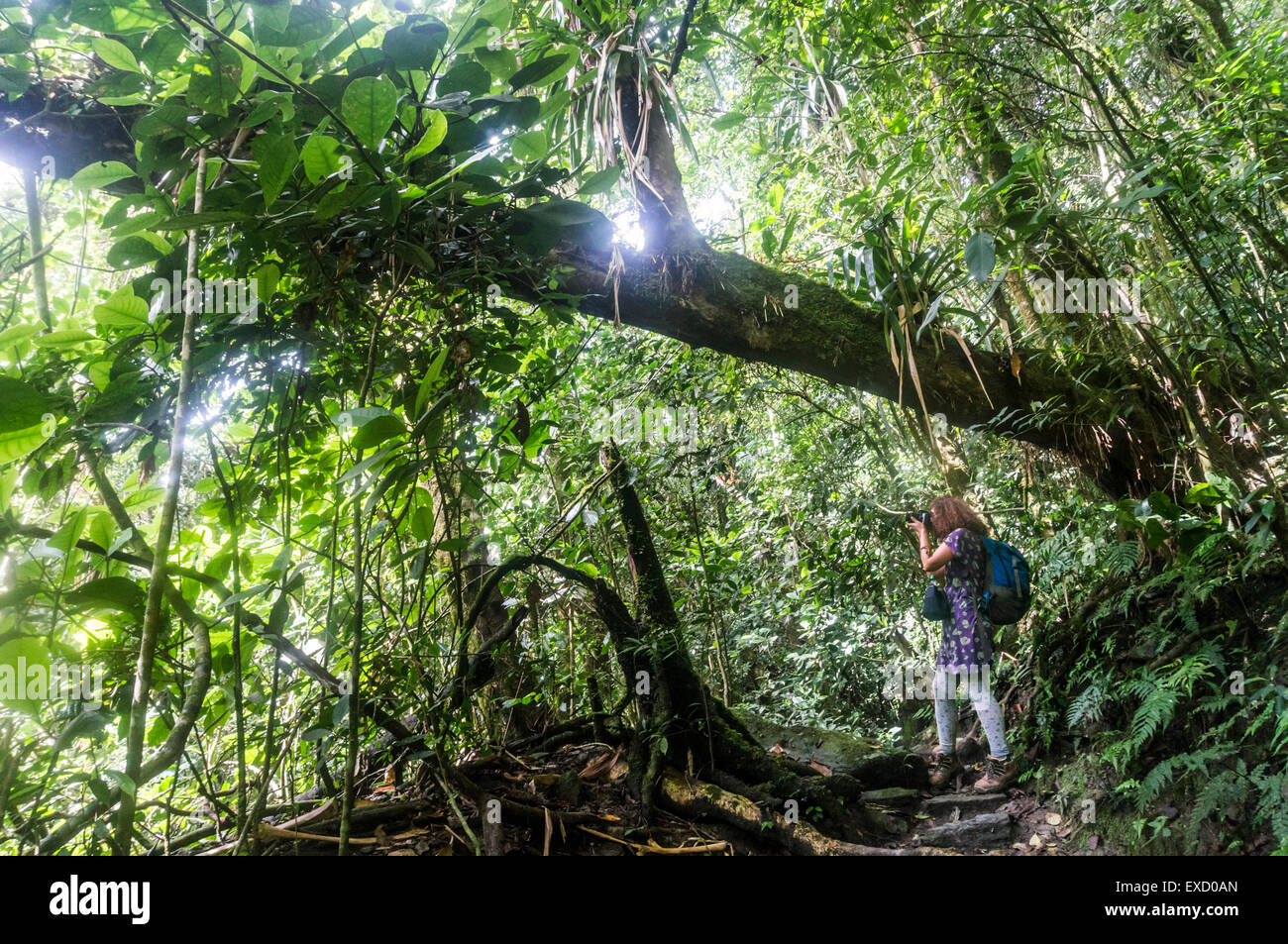 Femme de prendre une photo dans la réserve naturelle d'El Dorado dans la Sierra Nevada de Santa Marta. La Sierra Nevada de Santa Marta Banque D'Images