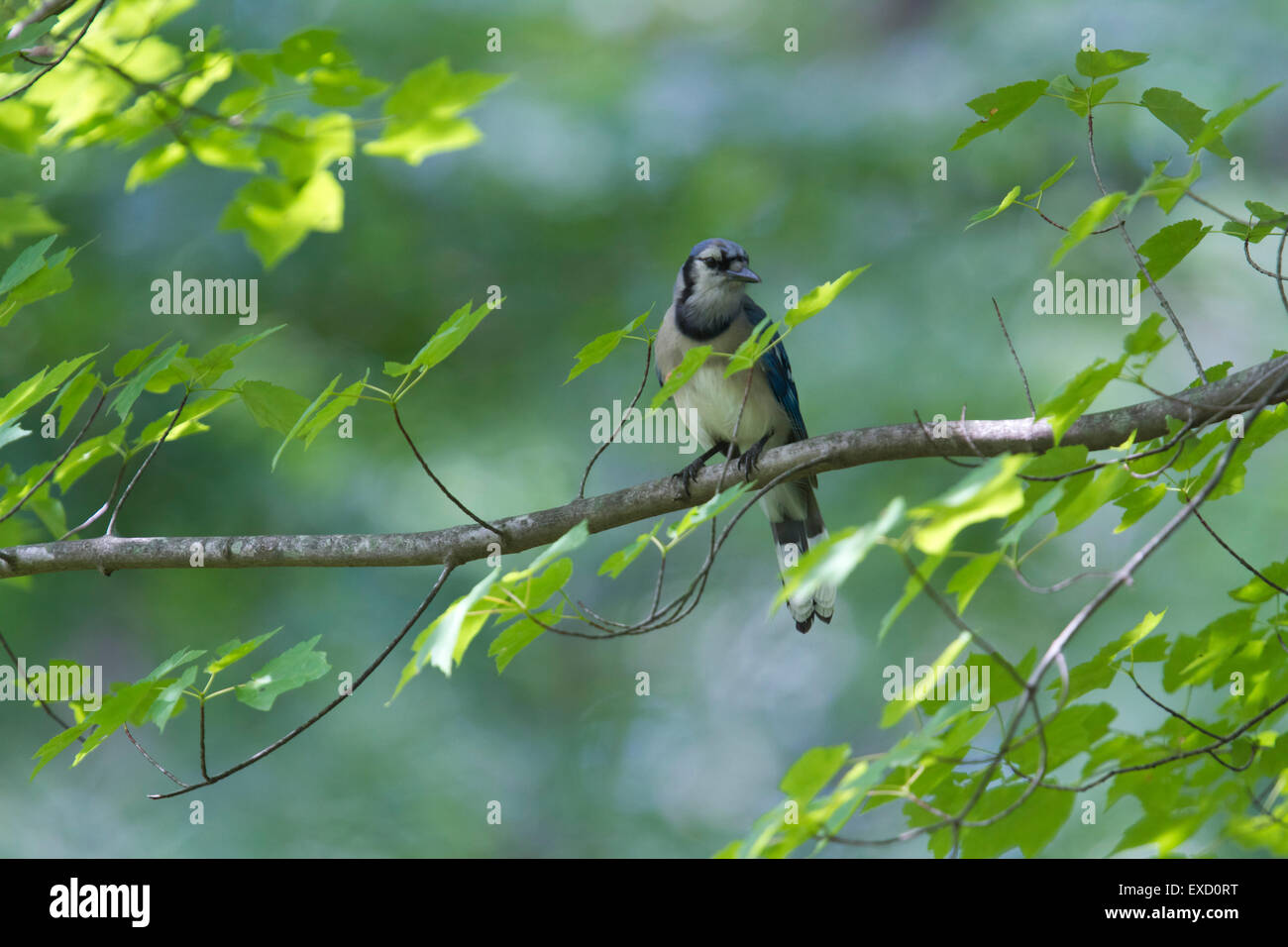Geai bleu Banque D'Images