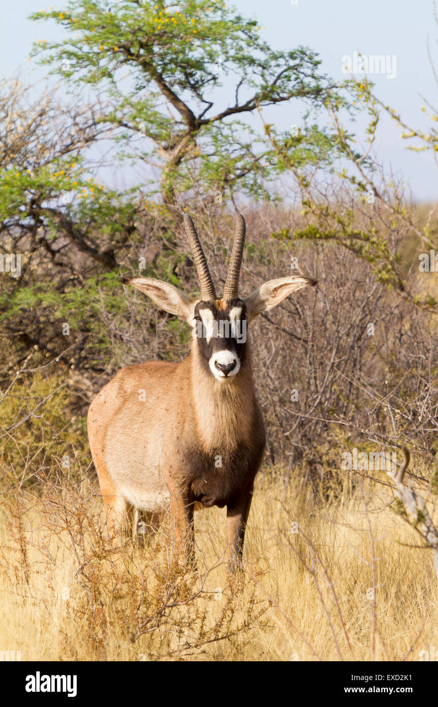 L'antilope rouanne, Tswalu Kalahari Reserve, Afrique du Sud Banque D'Images