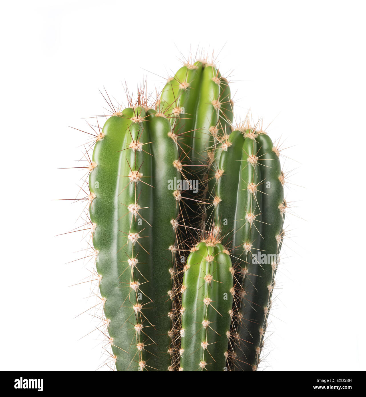 Cactus isolé sur fond blanc Banque D'Images