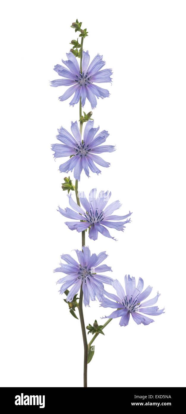 Fleurs de chicorée sauvage isolé sur fond blanc Banque D'Images