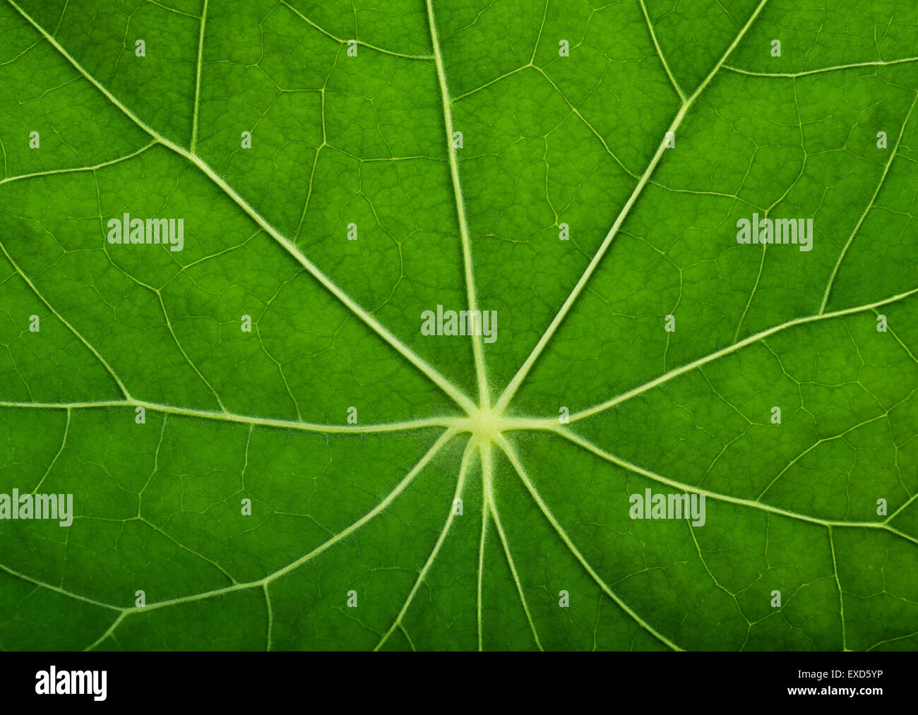 Tissu de fond vert frais,nature background Banque D'Images