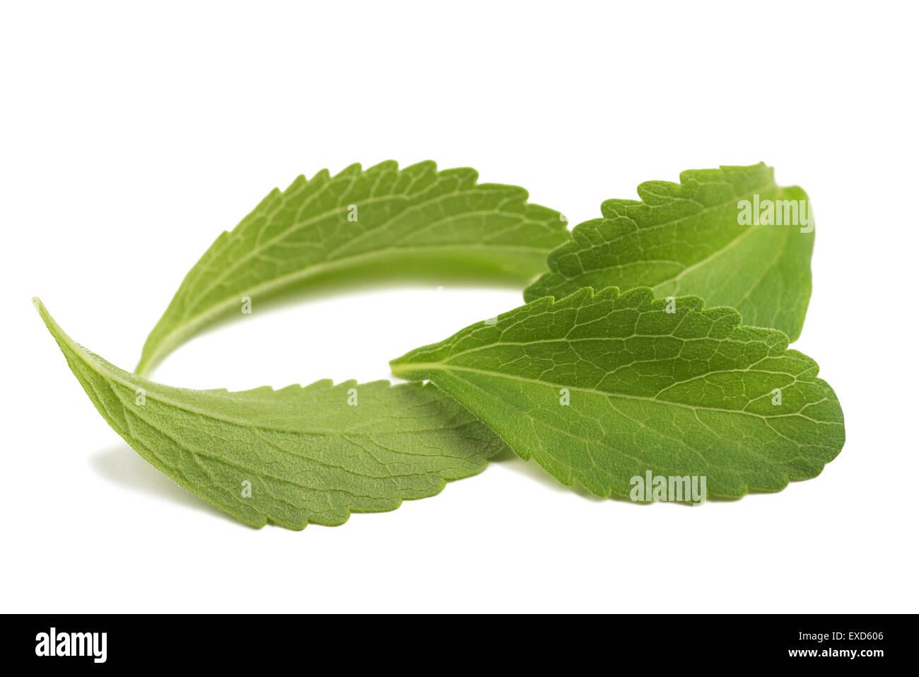 Les feuilles de Stevia isolé sur fond blanc Banque D'Images